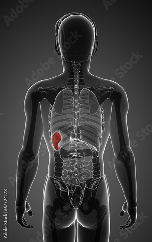 Male spleen anatomy photo