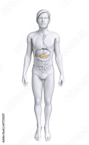 Male pancreas anatomy © pixdesign123