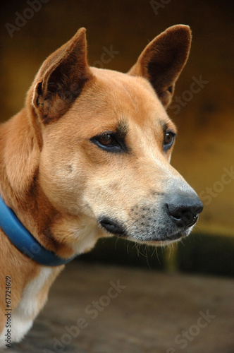 Fototapeta Naklejka Na Ścianę i Meble -  brown dog