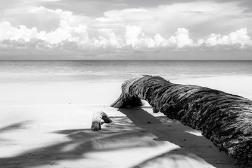 Tuinposter Zwart wit Gevallen palmboom zwart-wit strand  © stanciuc