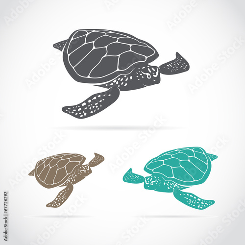 Vector image of an turtle