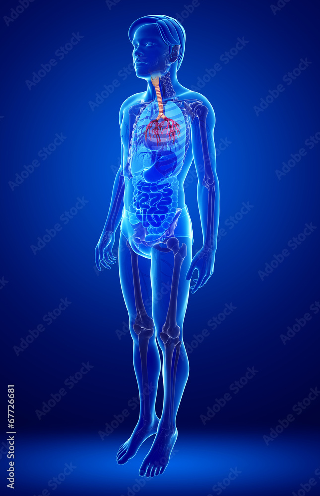 Male throat anatomy Male throat anatomy