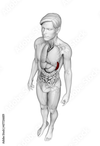 Male spleen anatomy