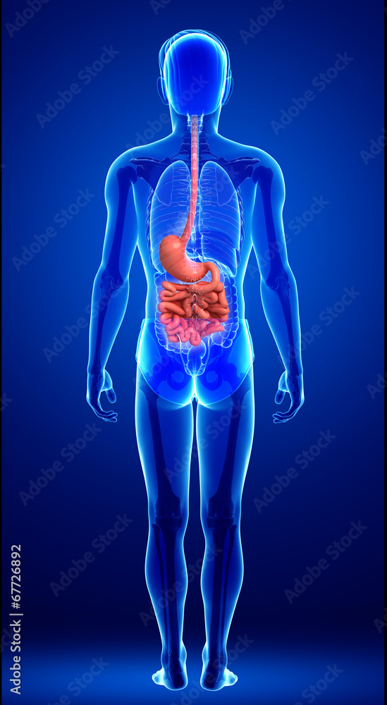 Small intestine anatomy of male Small intestine anatomy of male