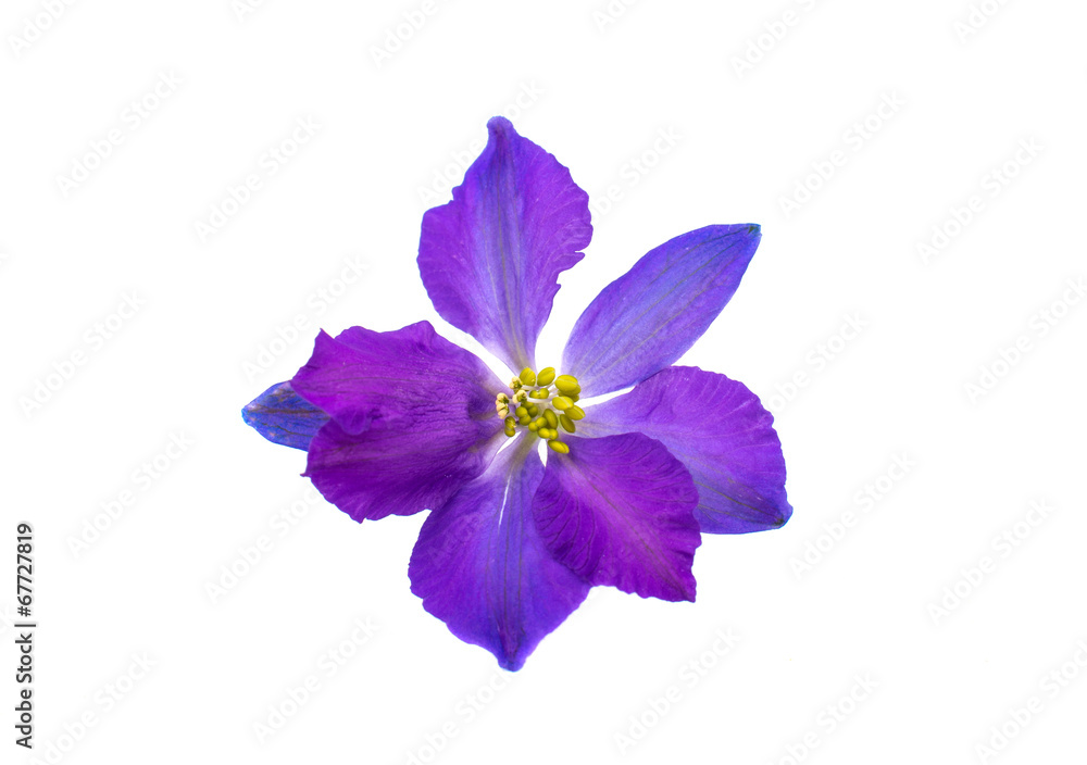 Obraz premium blue flower