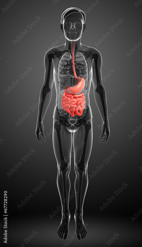 Small intestine anatomy of male Small intestine anatomy of male