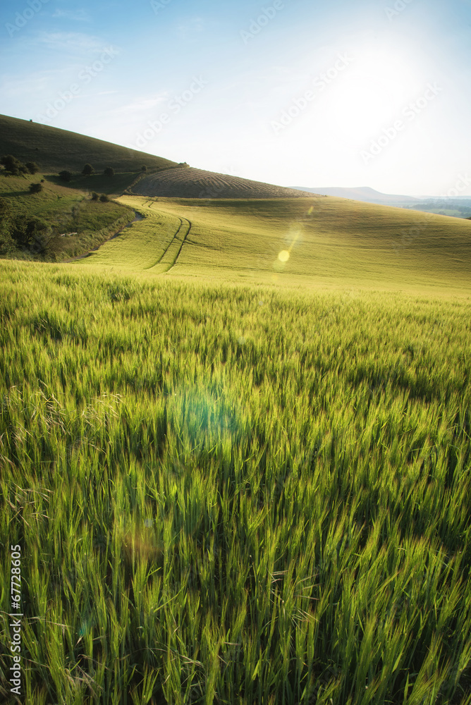 Naklejka premium Beautiful landscape wheat field in bright Summer sunlight evenin