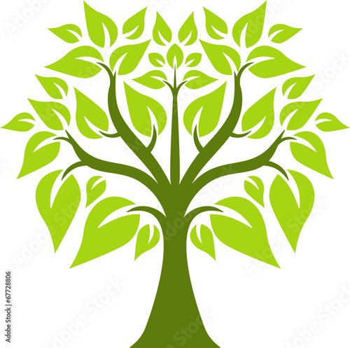 Symmetrical young tree
