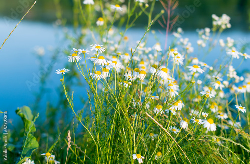 daisies blooming in the meadow photo