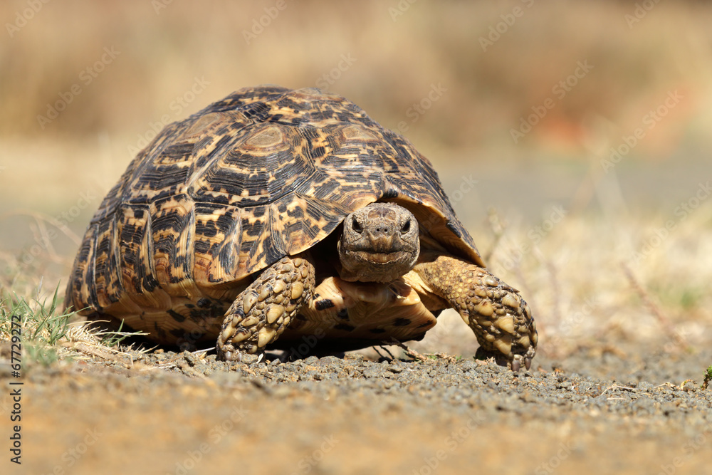 Obraz premium Leopard tortoise