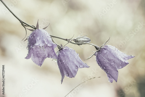 Bluebell flower with waterd...