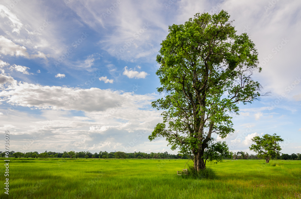 Fototapeta premium Tree grass field and sky