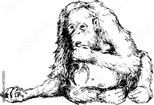 hand drawn orangutan