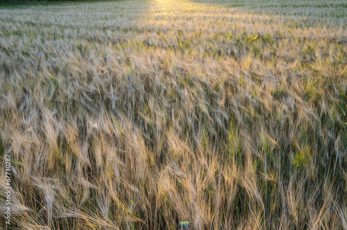 Wheat field lit by the setting sun photo