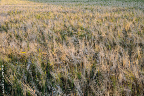 Wheat field lit by the setting sun photo