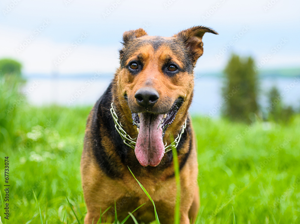 Happy dog on green grass Happy dog on green grass