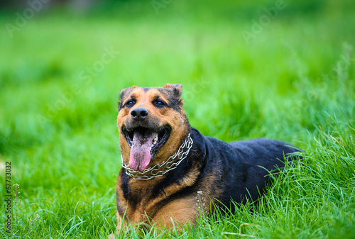 Fototapeta Naklejka Na Ścianę i Meble -  Happy dog on green grass