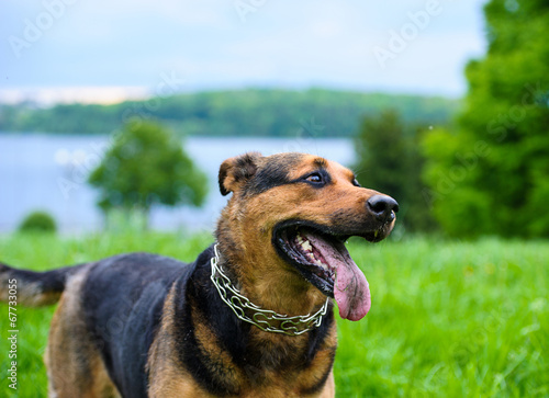 Happy dog on green grass