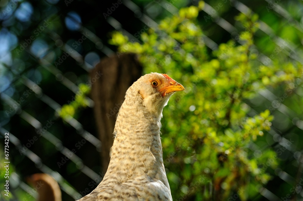 Obraz premium Curious Young Chicken Close-Up