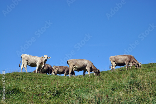 Kühe in den Alpen