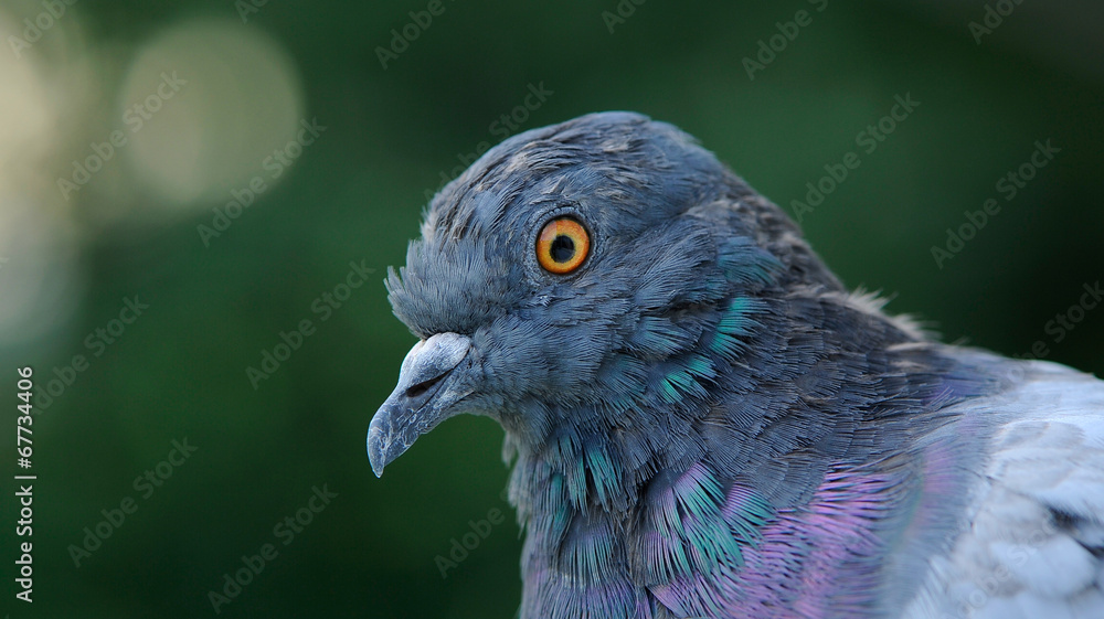 Fototapeta premium Rock Pigeon Close-Up (16:9 Aspect Ratio)