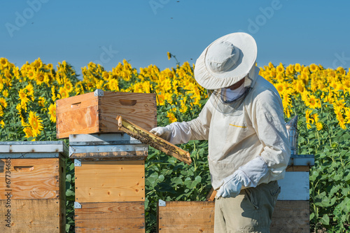 Beekeeper working photo