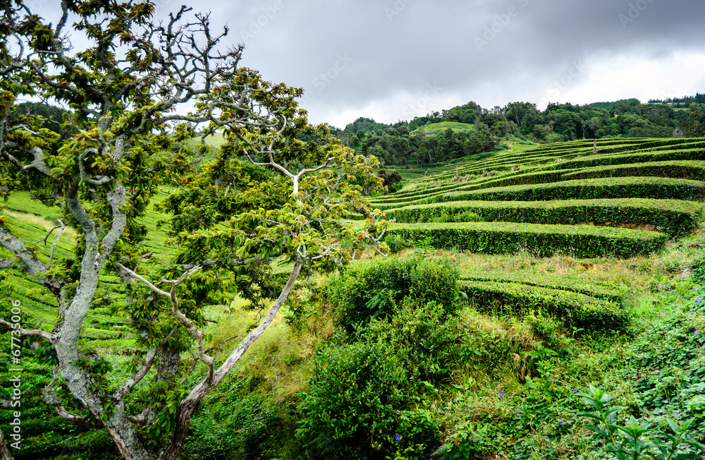 Azores islands tea plantation in San Miguel island