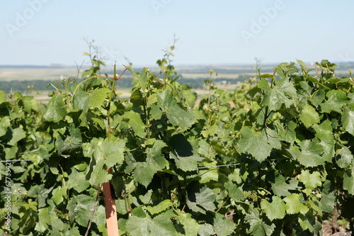 Fotografie Vignoble champenois
