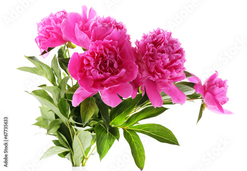Beautiful pink peonies  isolated on white