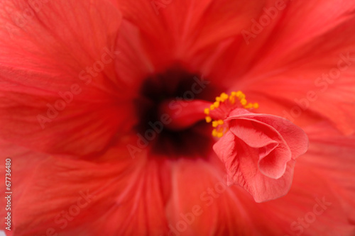 Red Hibiscus flower, close-up