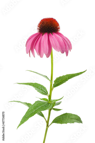 Purple Coneflower