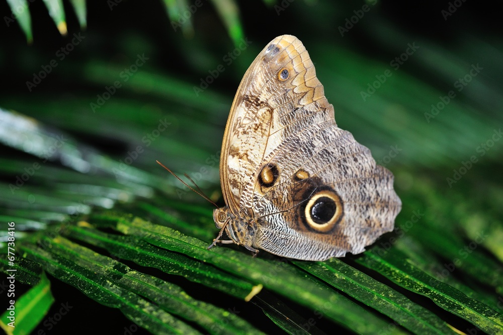 Fototapeta premium Butterfly standing on leaf