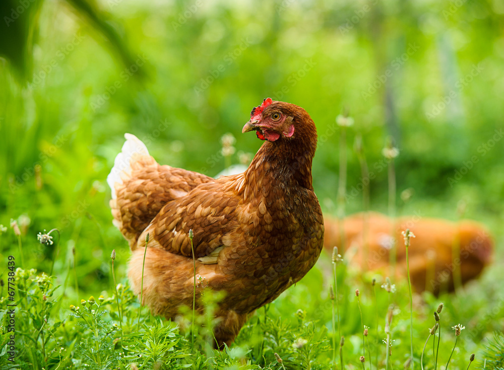 Fototapeta premium chicken on the green grass. Hen on a traditional free range poultry organic farm grazing on the grass