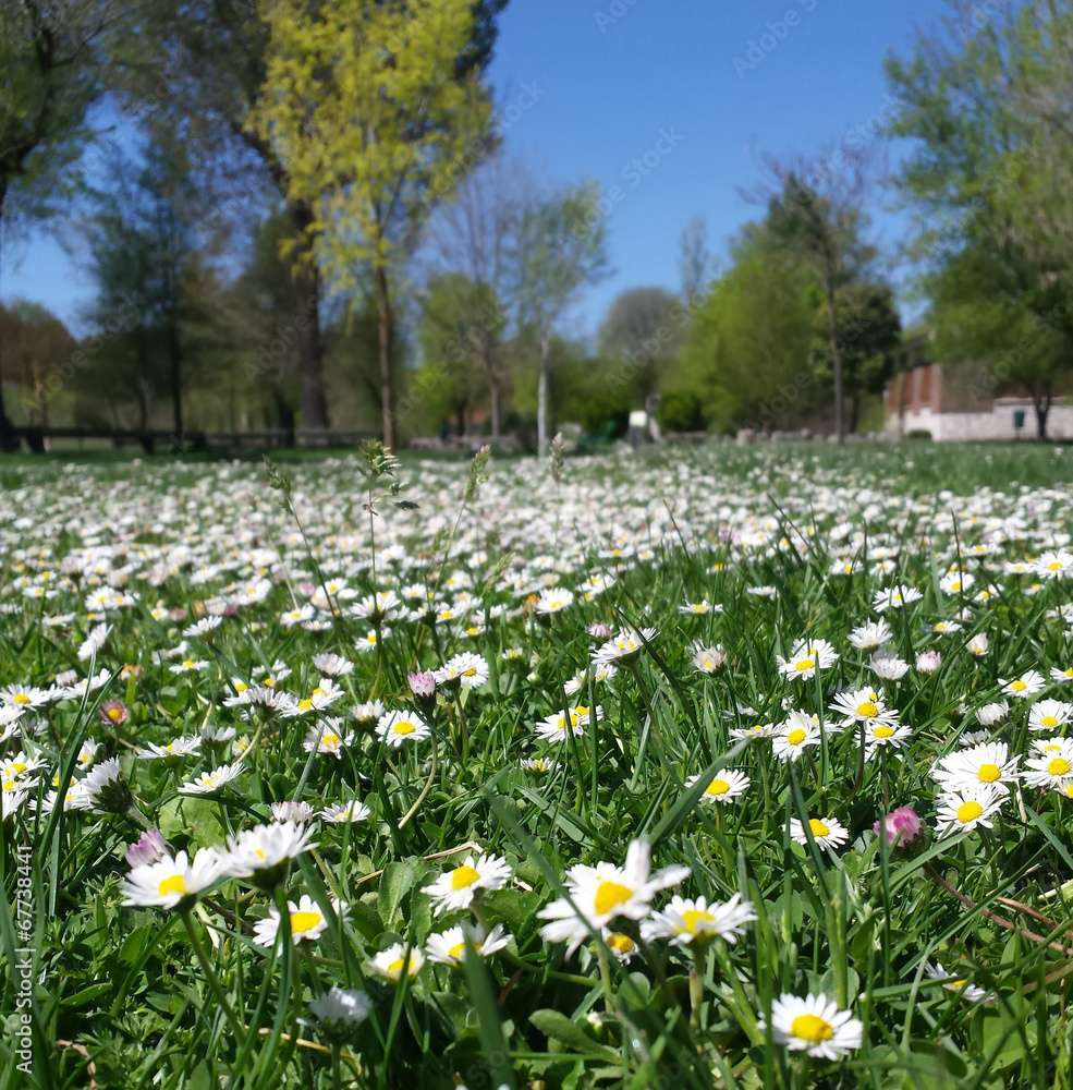 green meadow full of flowers white daisies