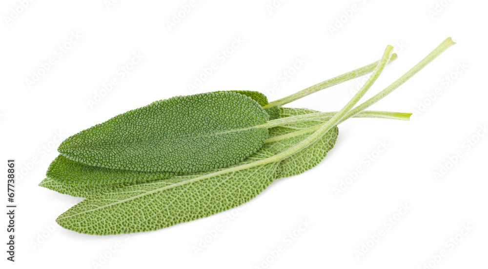 Sage leaves Sage leaves
