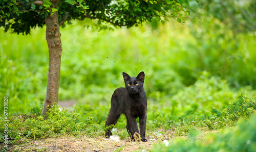 black cat on green grass