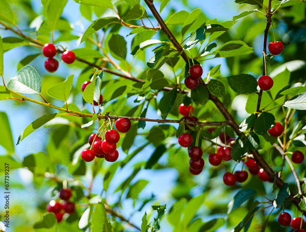 cherry berries on a branch cherry berries on a branch