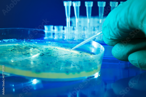 Photos Bacterial colonies