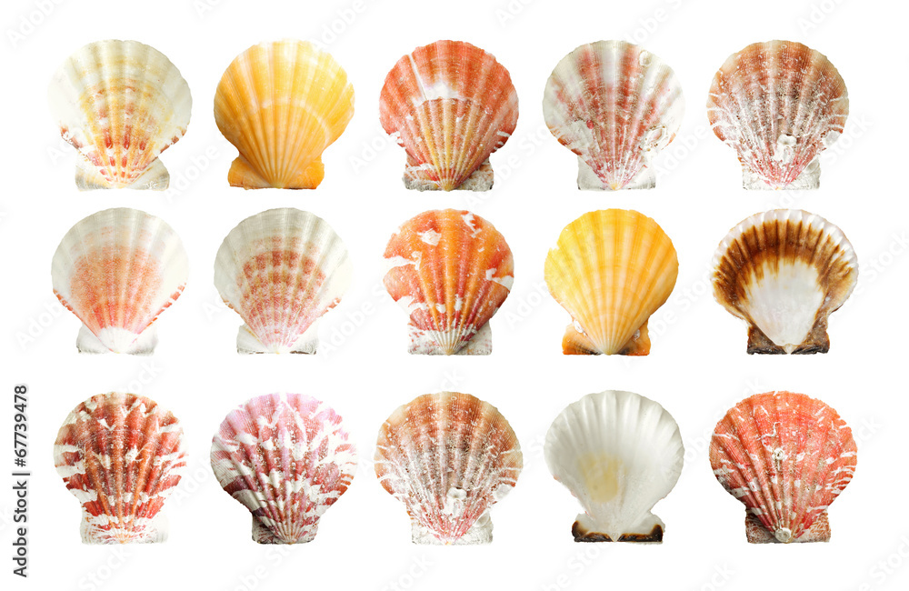 set of shells, isolated on white set of shells, isolated on white