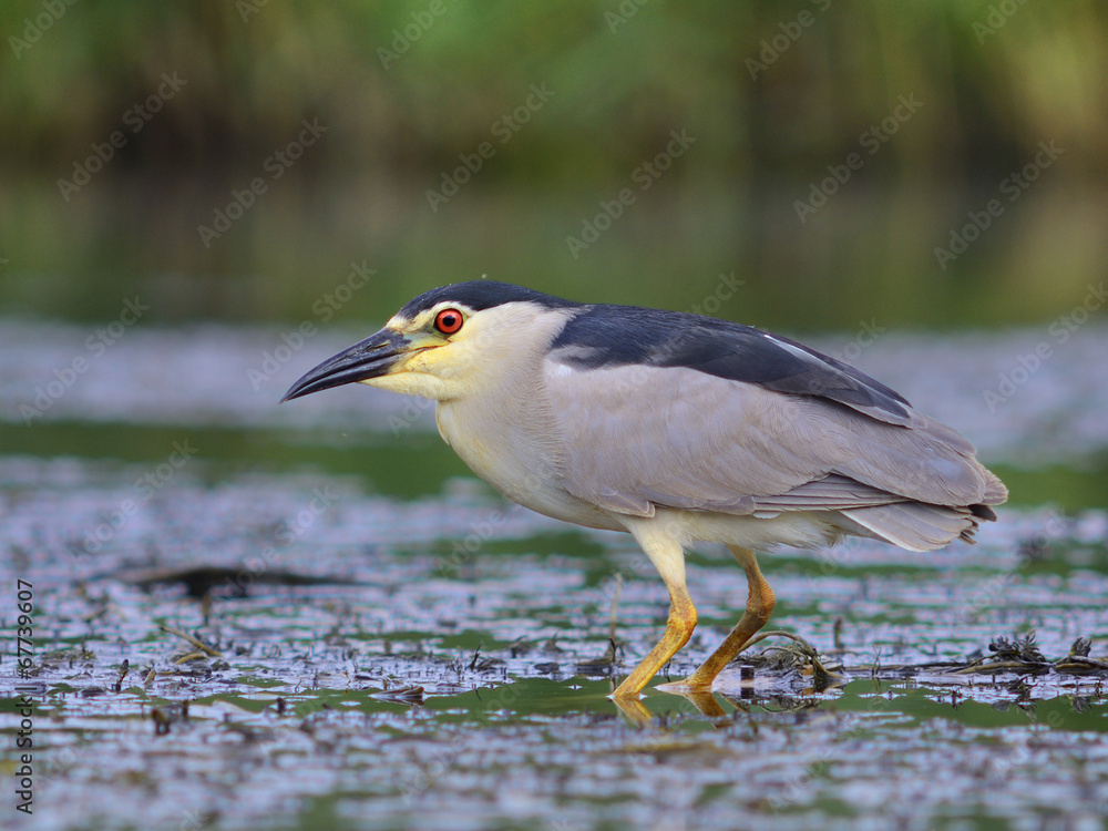 Obraz premium Black-crowned Night Heron