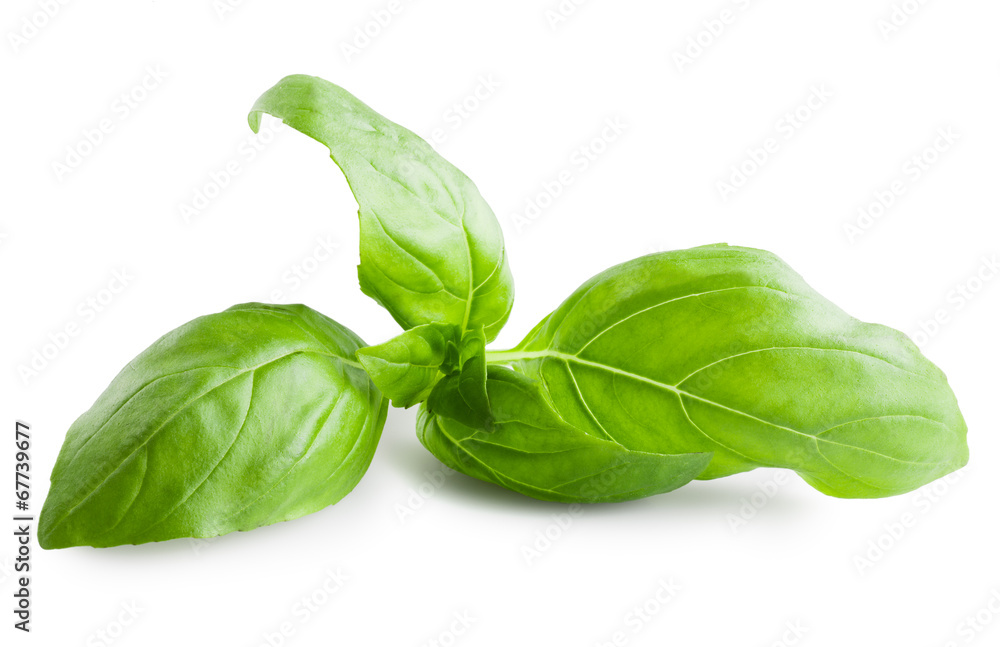 Obraz premium Basil leaf isolated