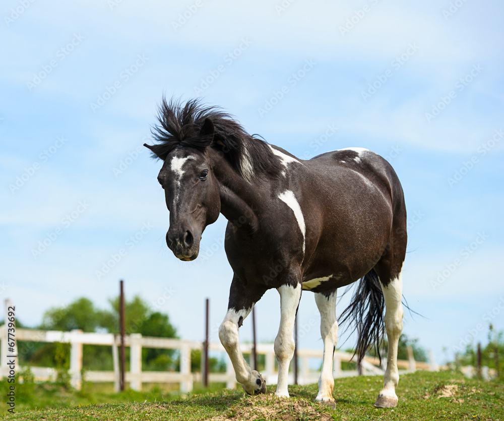 Fototapeta premium Horse in meadow. Summer day