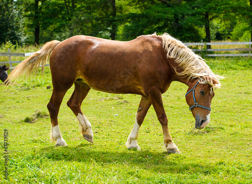 Horse in meadow. Summer day