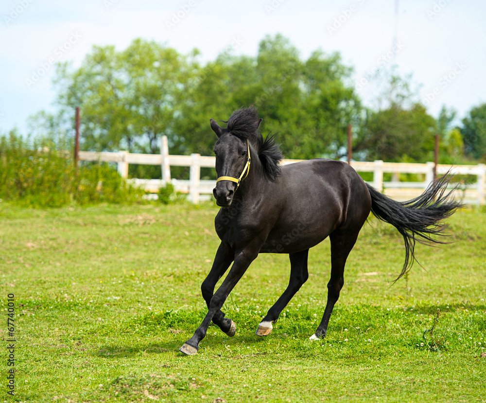 Running horse in meadow. Summer day Running horse in meadow. Summer day