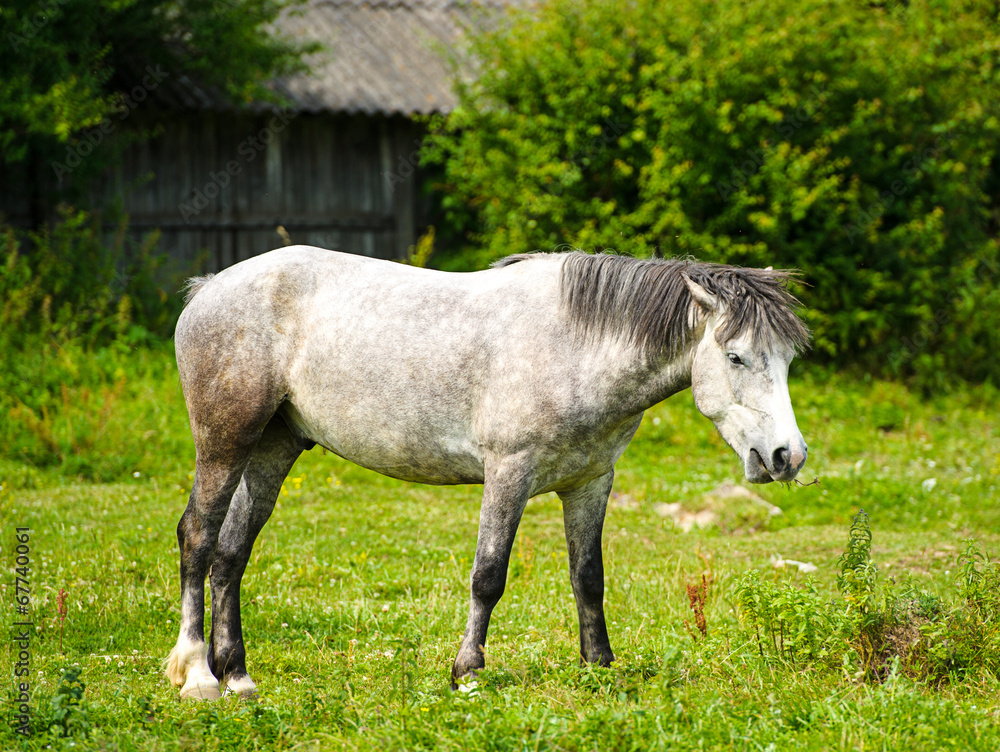 Horse in meadow. Summer day Horse in meadow. Summer day