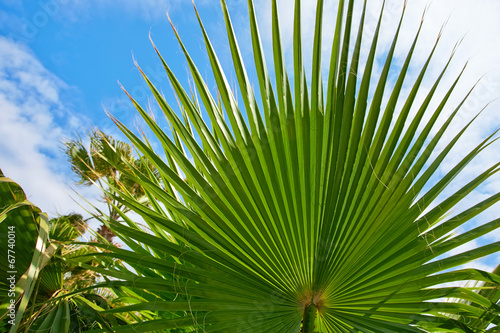 Palm tree leaves and blue sky.