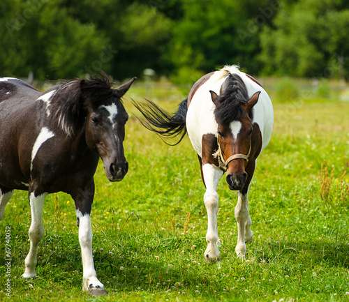 Horse in meadow. Summer day