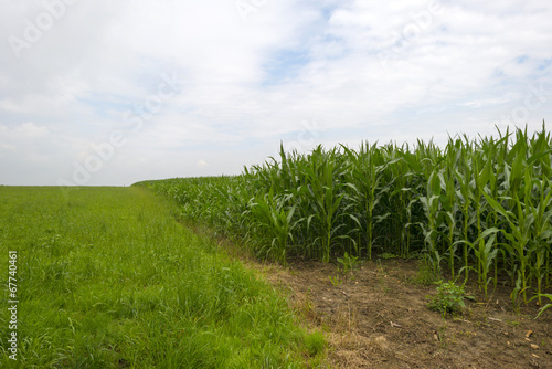 Corn growing on a field in summer