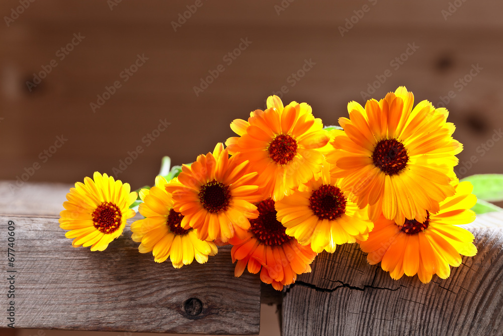 Obraz premium calendula