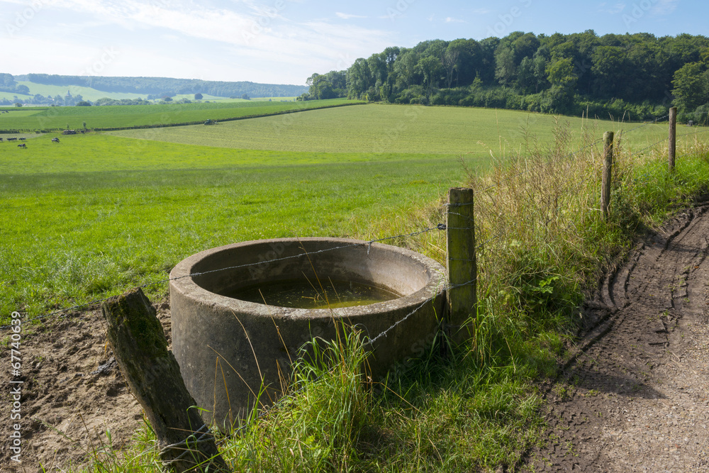 Water for cattle along a footpath in summer Water for cattle along a footpath in summer